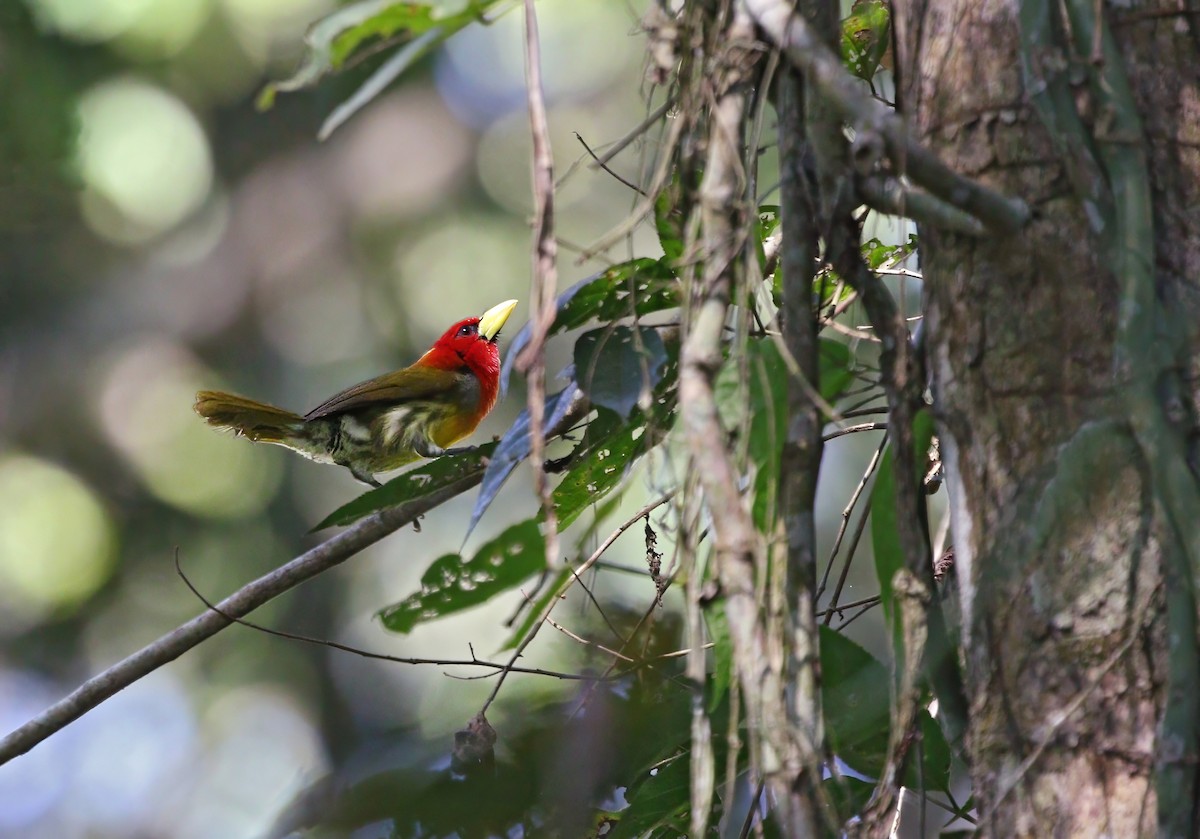 Scarlet-hooded Barbet - ML621161288