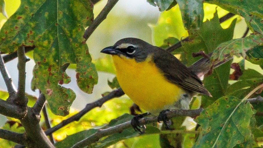 Yellow-breasted Chat - ML621161299