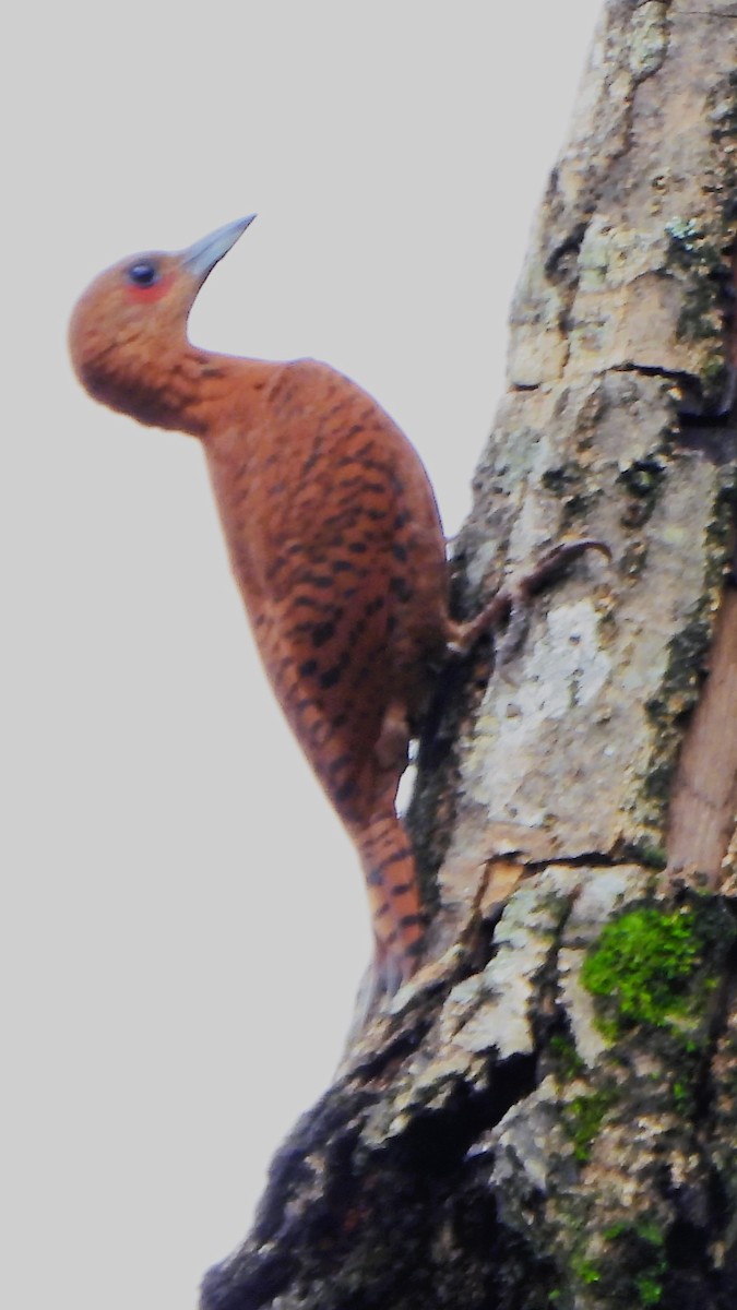 Rufous Woodpecker - ML621161313