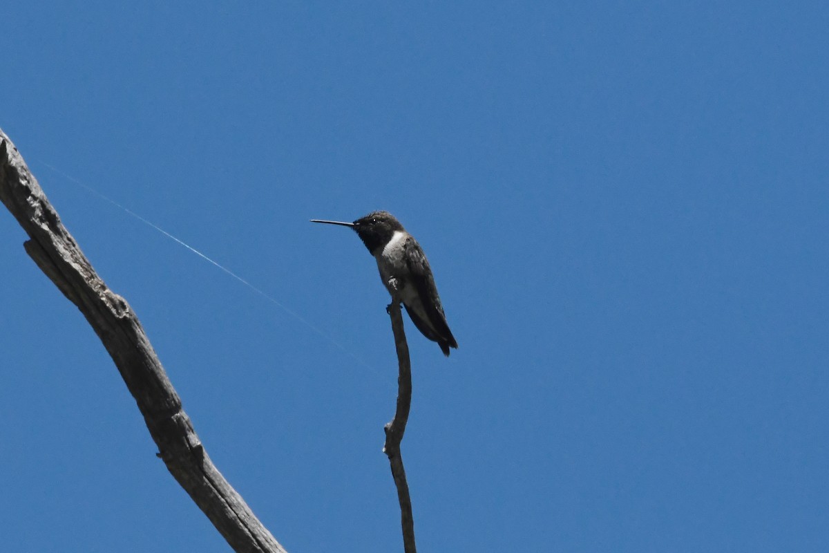 Black-chinned Hummingbird - ML621161326