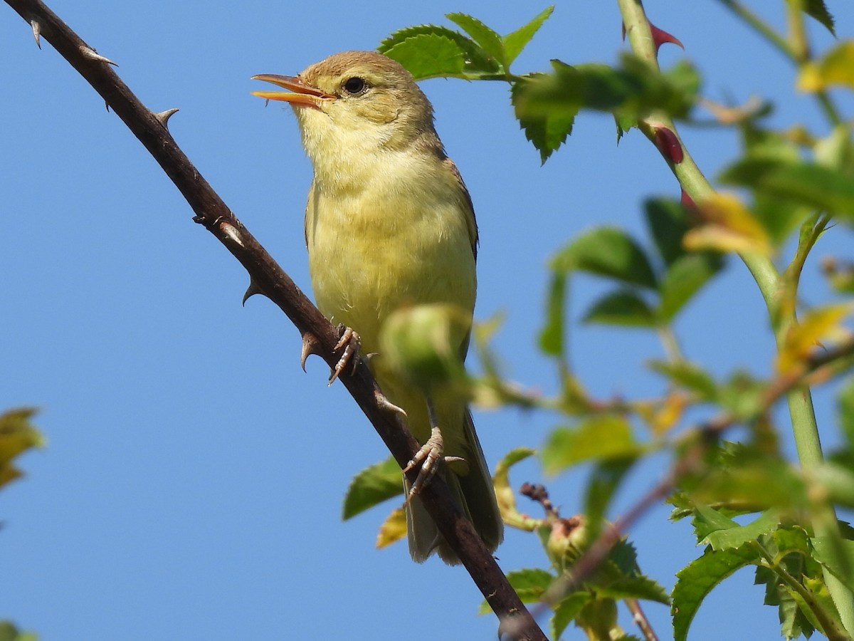 Melodious Warbler - ML621161327