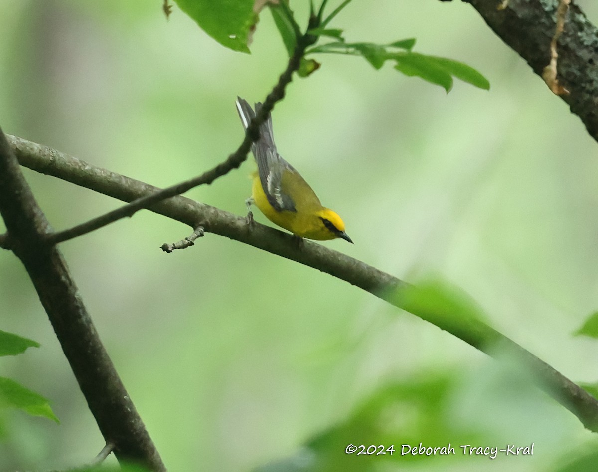 Blue-winged Warbler - ML621161328