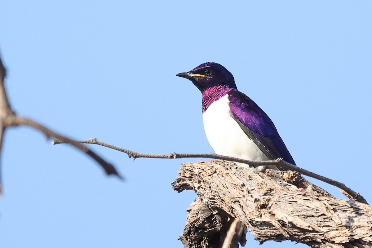 Violet-backed Starling - ML621161337