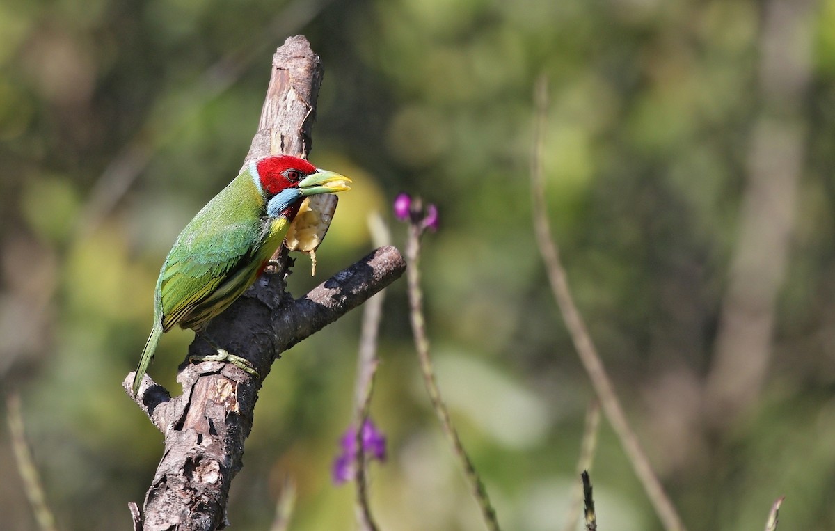 Versicolored Barbet (Blue-moustached) - ML621161350