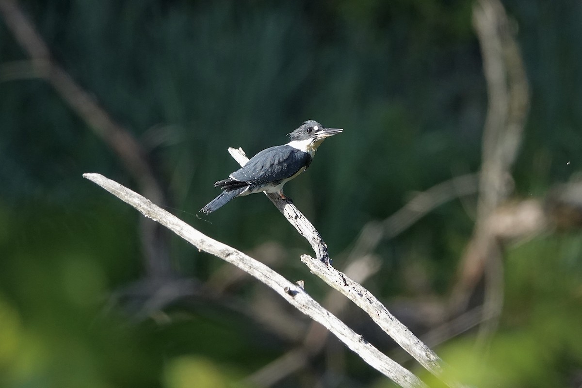 Belted Kingfisher - ML621161374