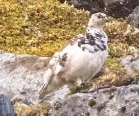 Lagópodo Coliblanco - ML621161381