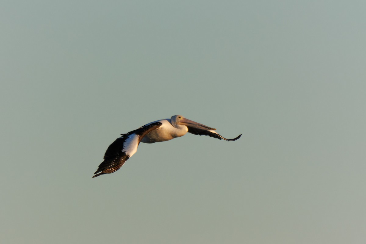 pelikán australský - ML621161422