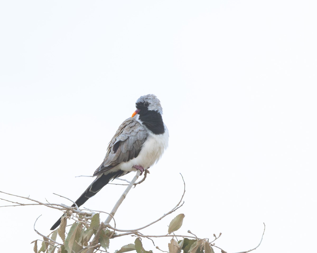 Namaqua Dove - ML621161461