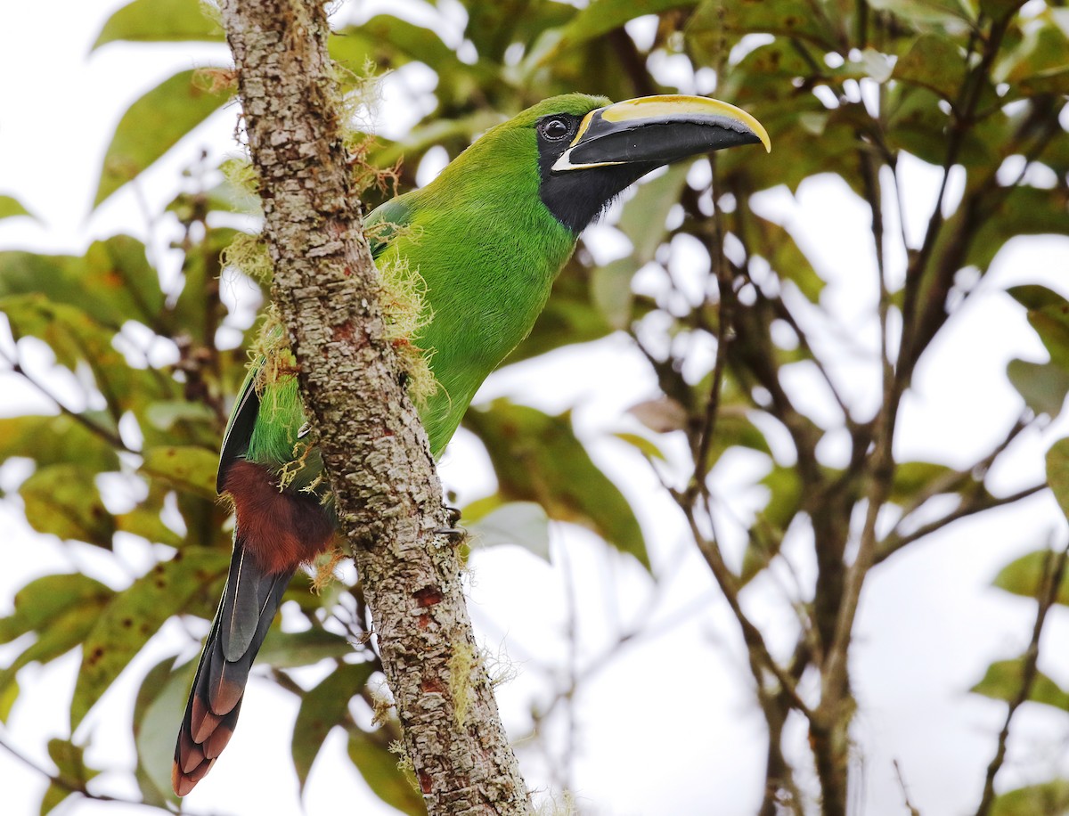 Southern Emerald-Toucanet (Black-throated) - ML621161465
