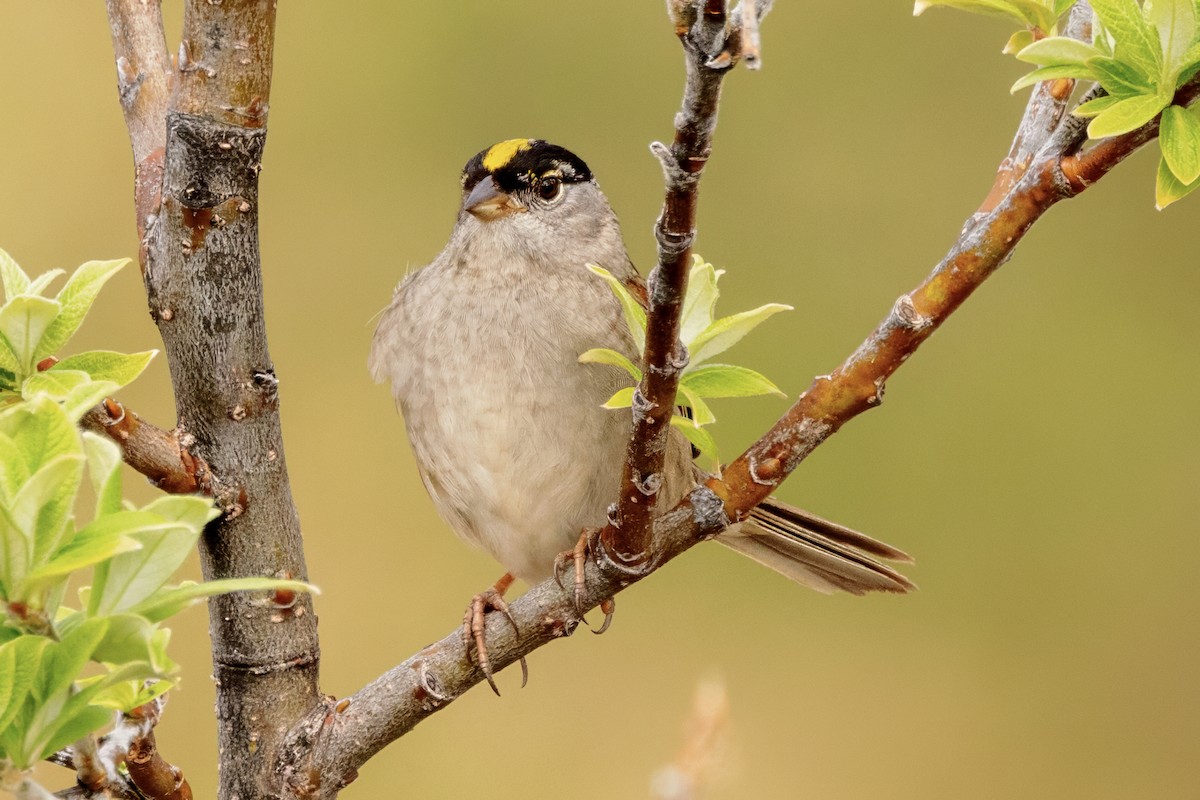 Golden-crowned Sparrow - ML621161499