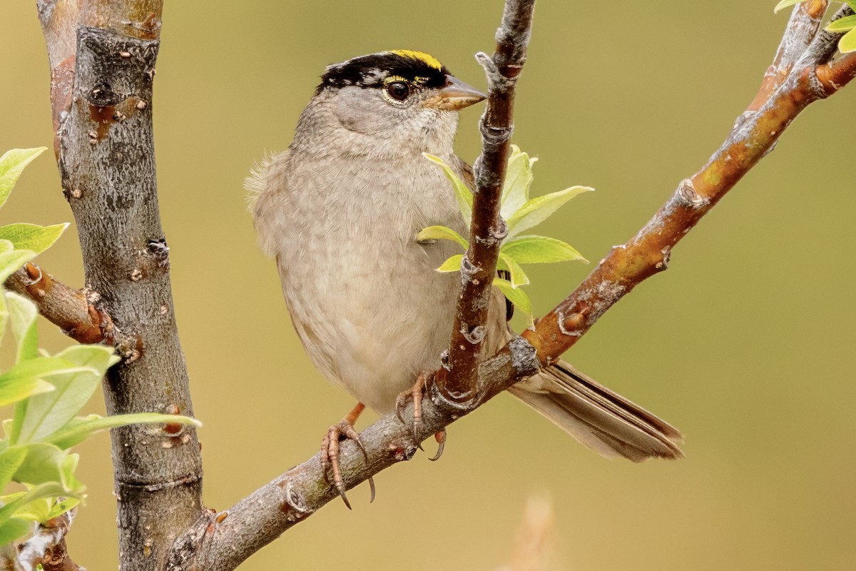 Golden-crowned Sparrow - ML621161500