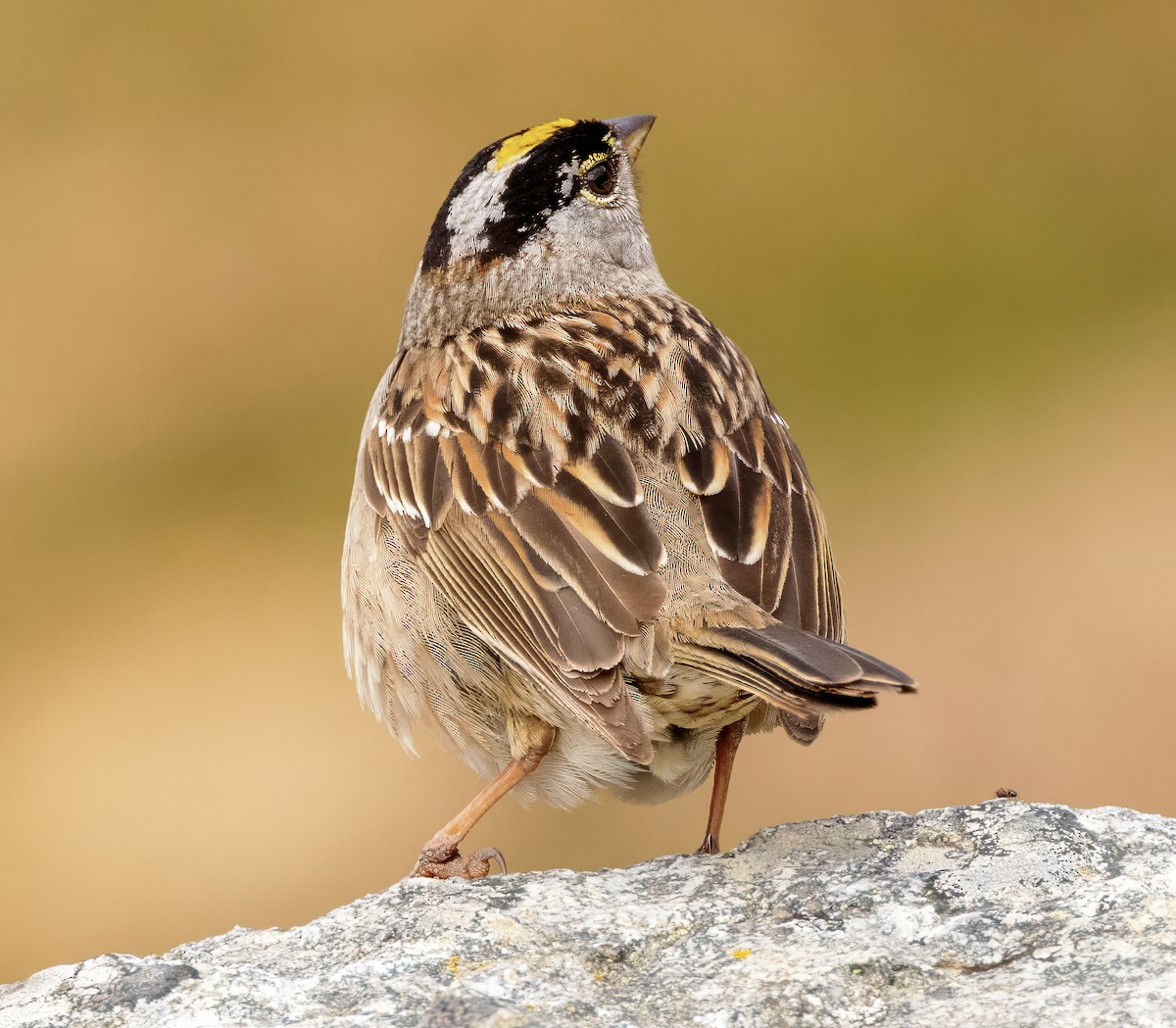 Golden-crowned Sparrow - ML621161504