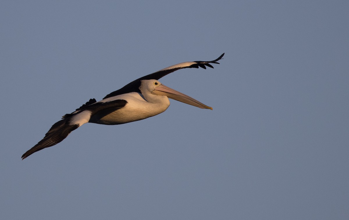 pelikán australský - ML621161505