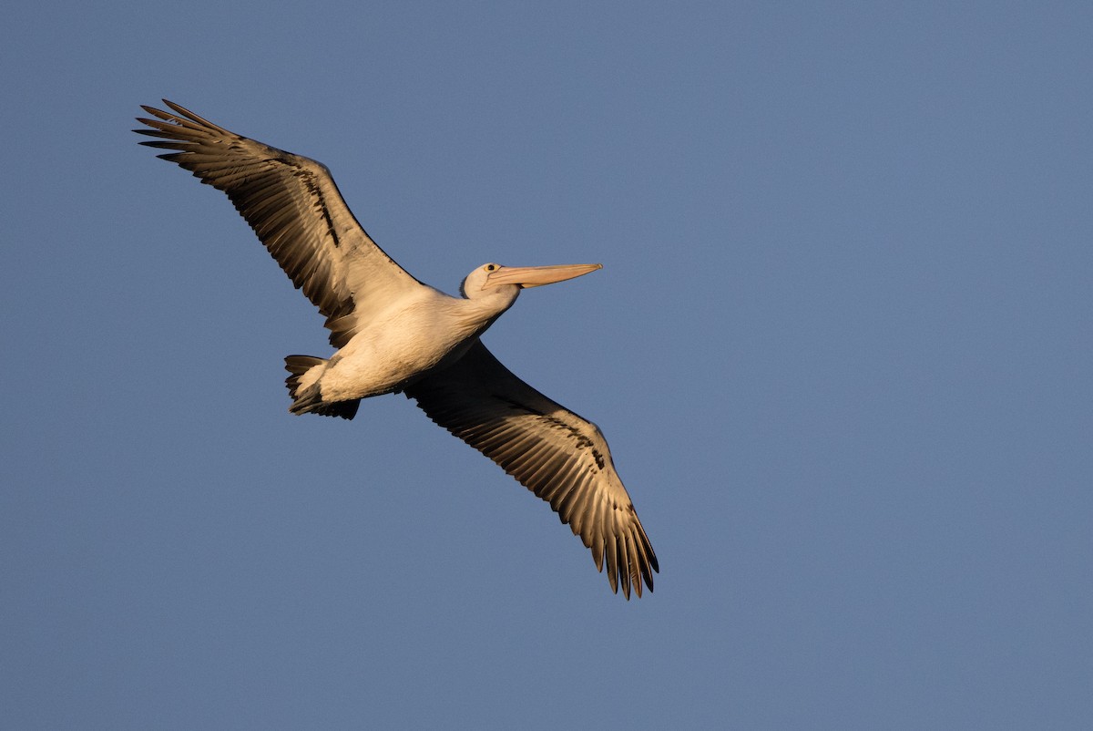 pelikán australský - ML621161506