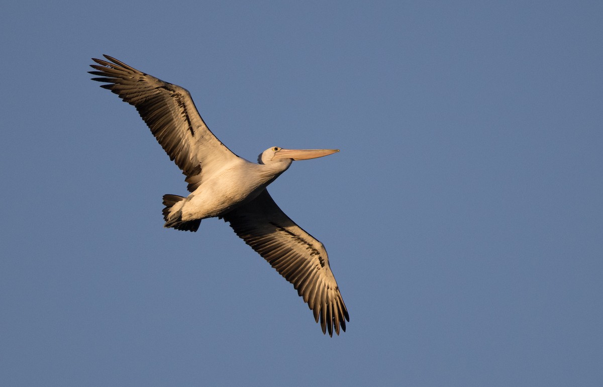 pelikán australský - ML621161507