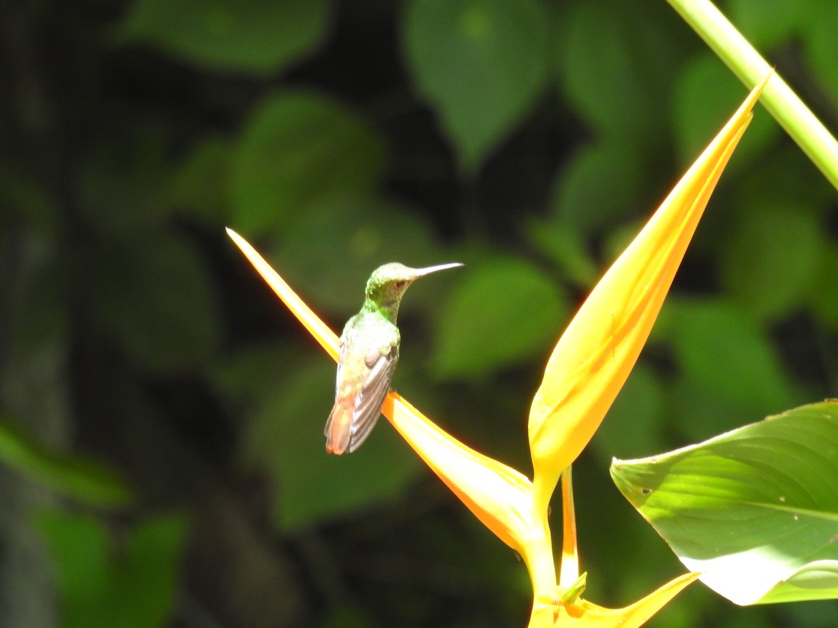 Rufous-tailed Hummingbird - ML621161519