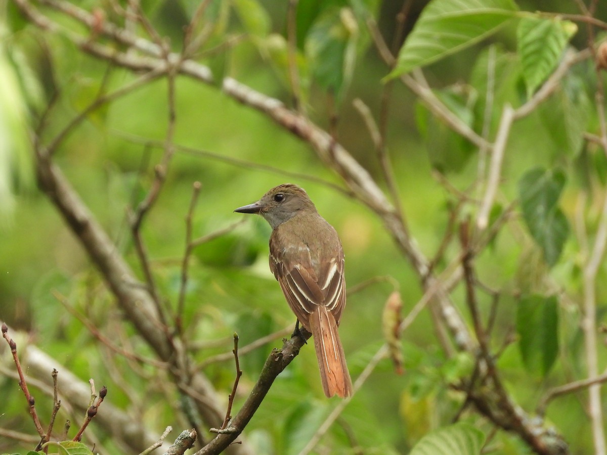 Great Crested Flycatcher - ML621161523
