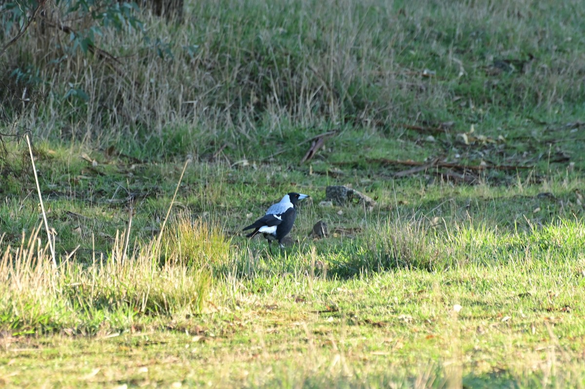 Australian Magpie (White-backed) - ML621161527