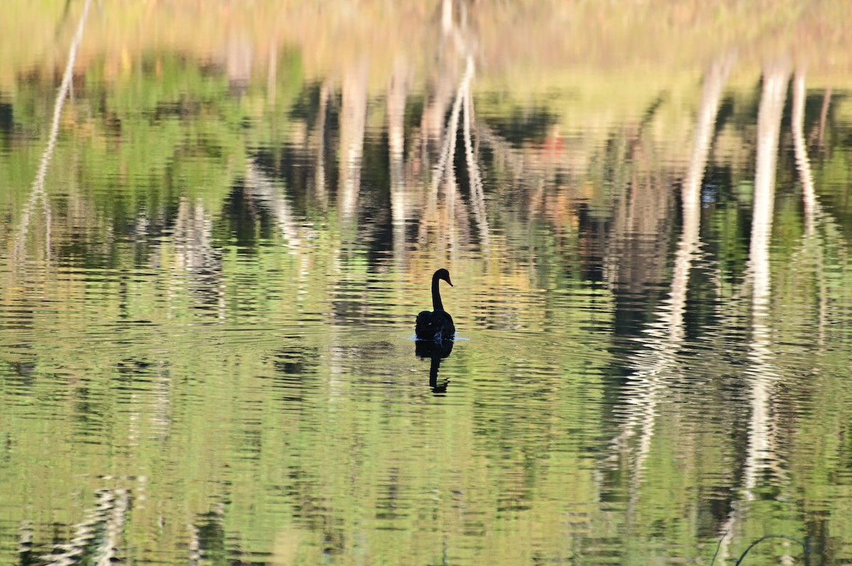 Black Swan - ML621161539