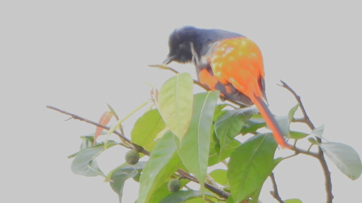 赤紅山椒鳥 - ML621161545
