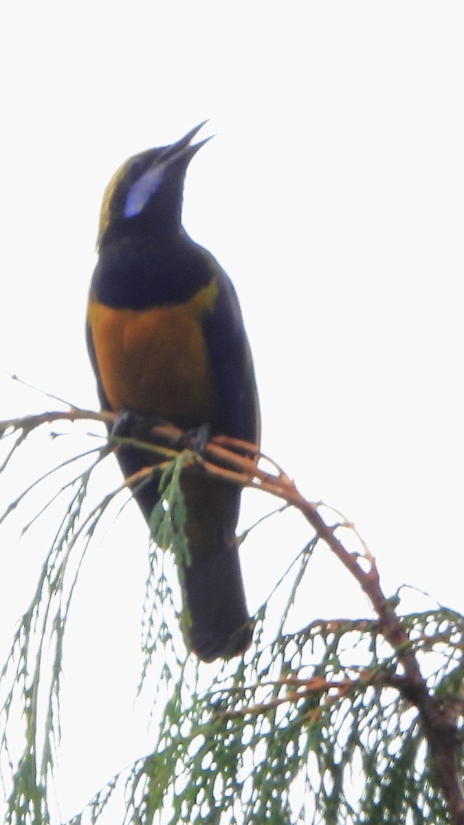 Orange-bellied Leafbird - ML621161561