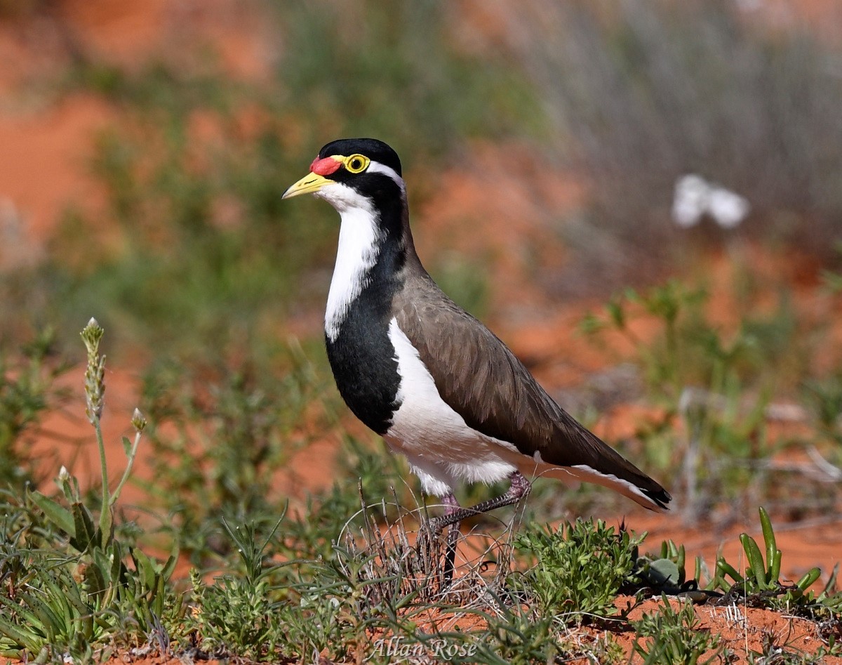 Banded Lapwing - ML621161567