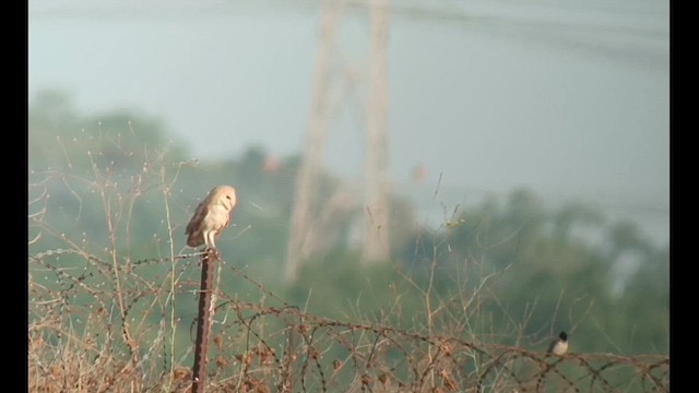 תנשמת לבנה - ML621161574