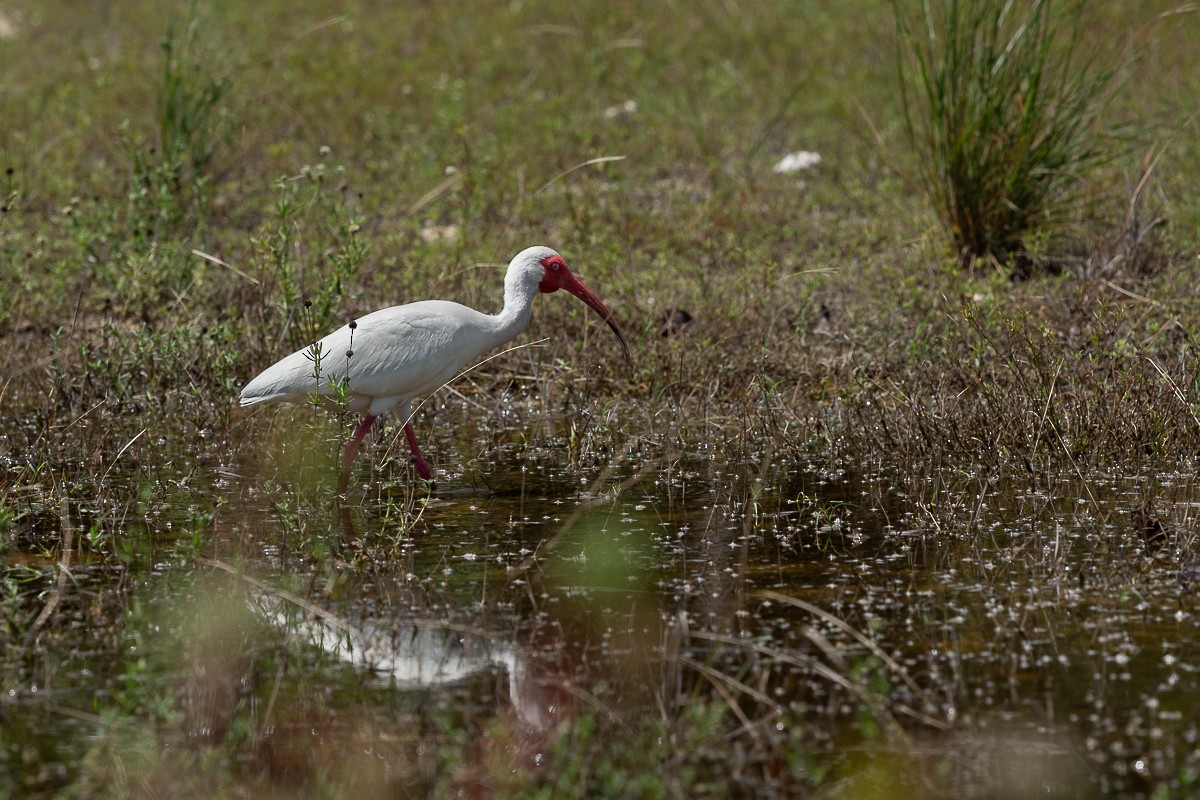 ibis bílý - ML621161621