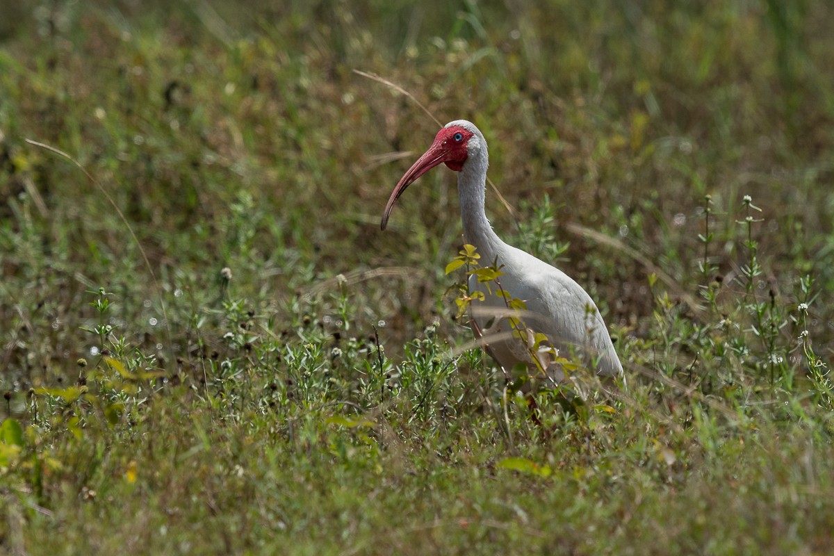 ibis bílý - ML621161623