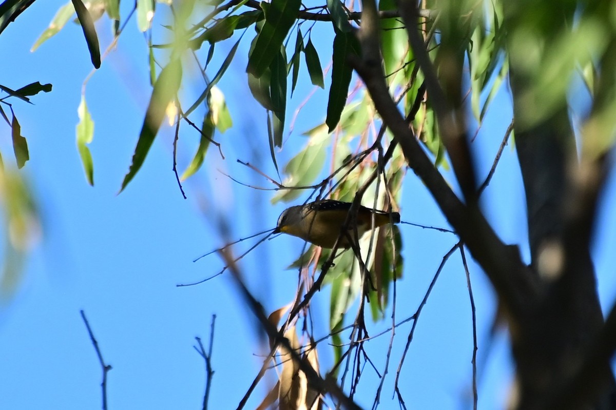 Spotted Pardalote (Spotted) - ML621161632