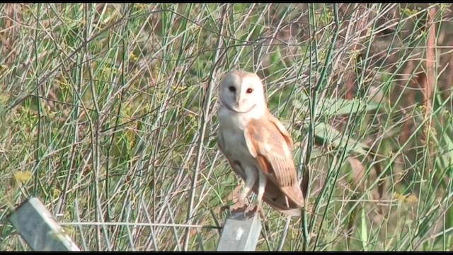 Barn Owl - ML621161633