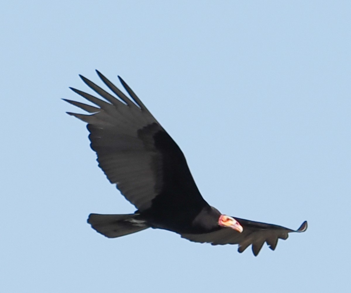 Lesser Yellow-headed Vulture - ML621161635