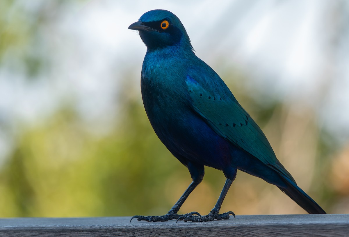 Greater Blue-eared Starling - ML621161636