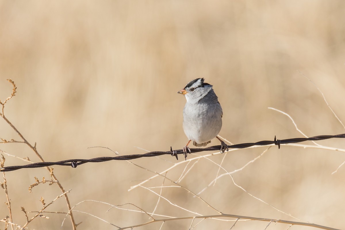 White-crowned Sparrow - ML621161641