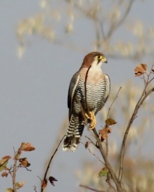 Red-necked Falcon - ML621161648