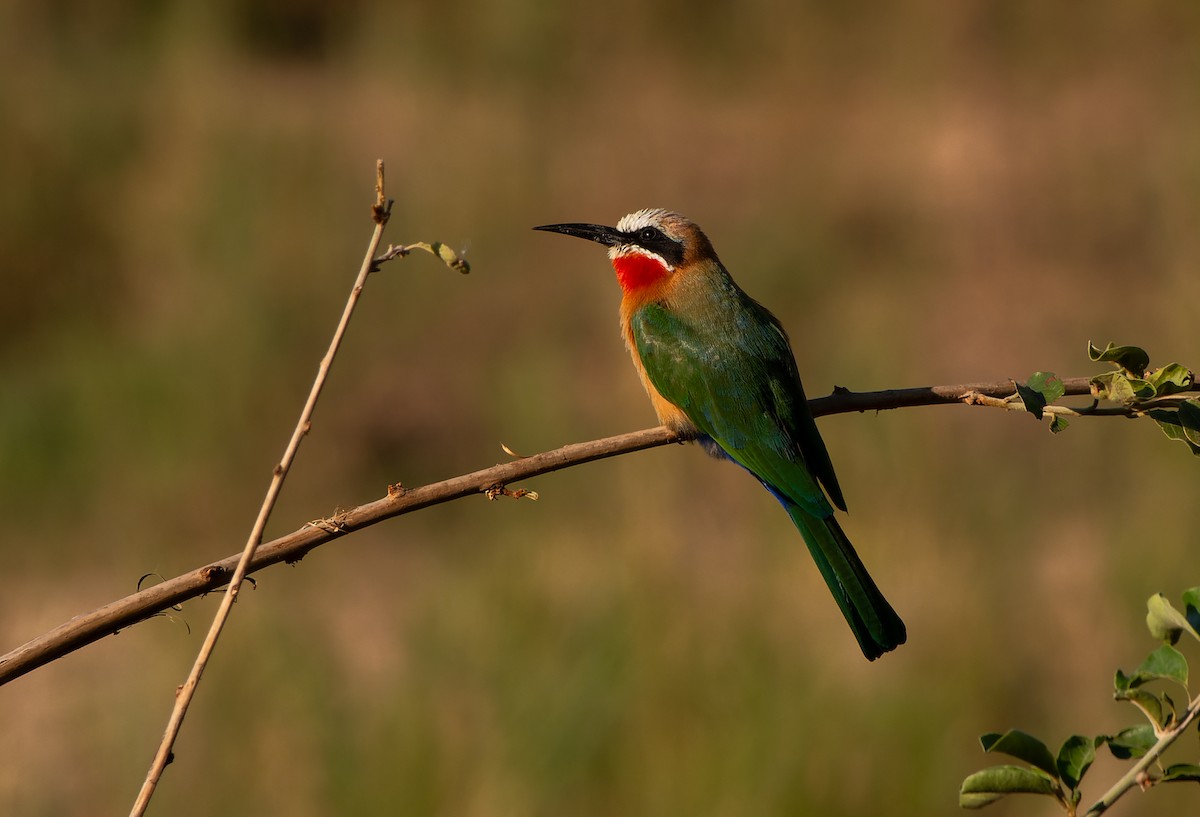 White-fronted Bee-eater - ML621161651