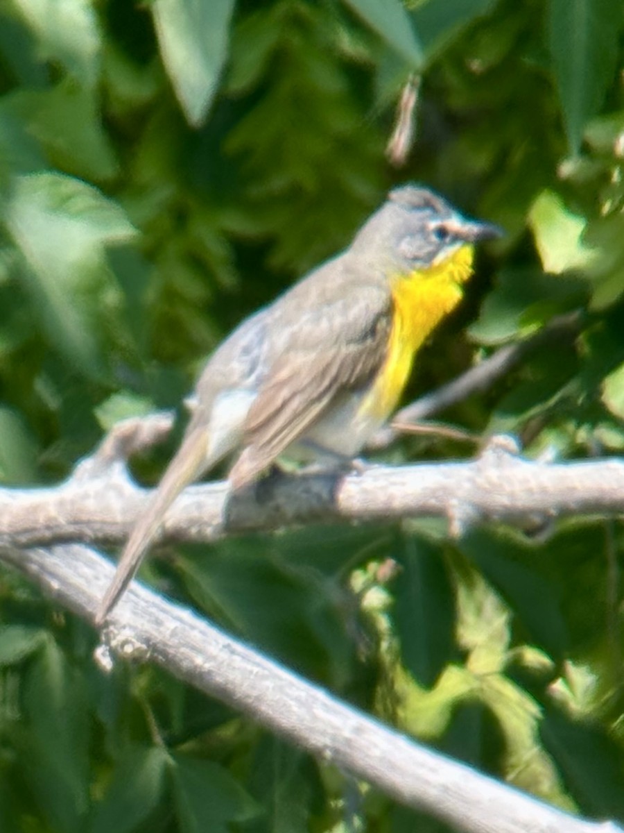 Yellow-breasted Chat - ML621161653