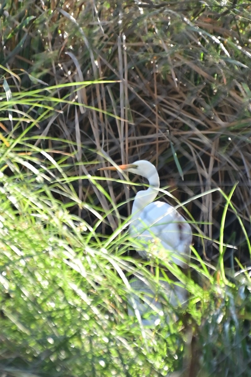 Great Egret (modesta) - ML621161665