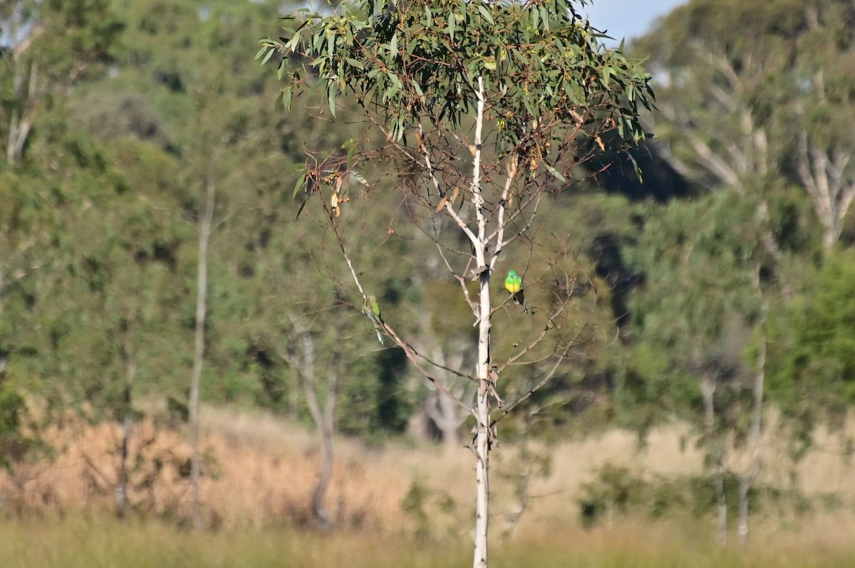 Red-rumped Parrot - ML621161689