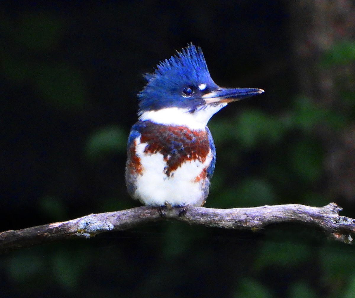 Belted Kingfisher - ML621161694