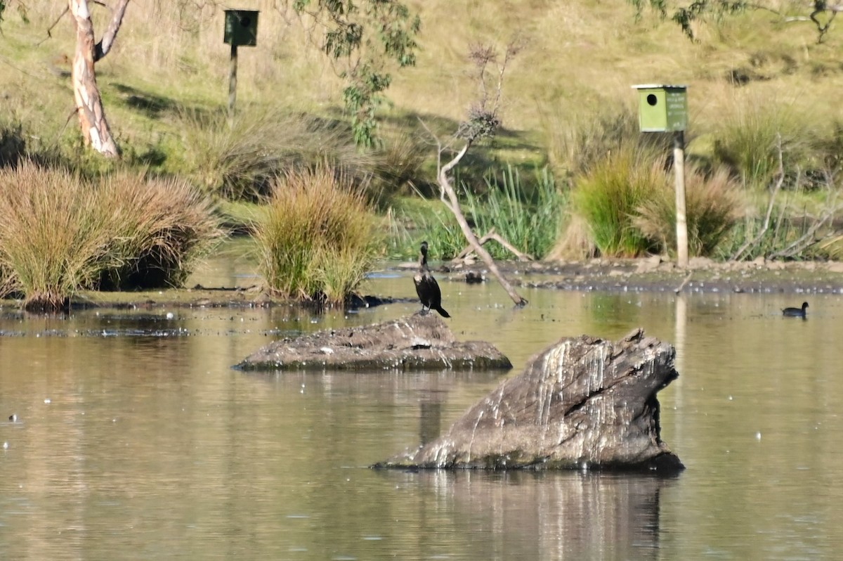 Great Cormorant (Australasian) - ML621161708