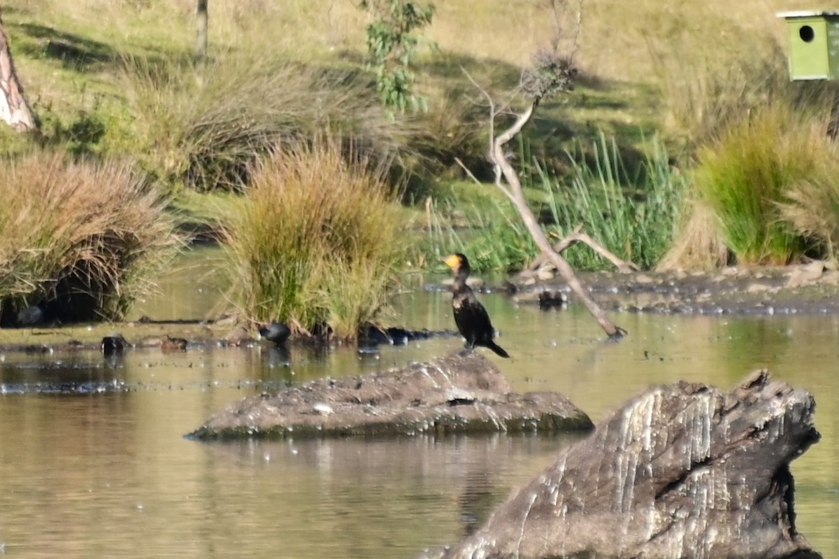 Great Cormorant (Australasian) - ML621161721