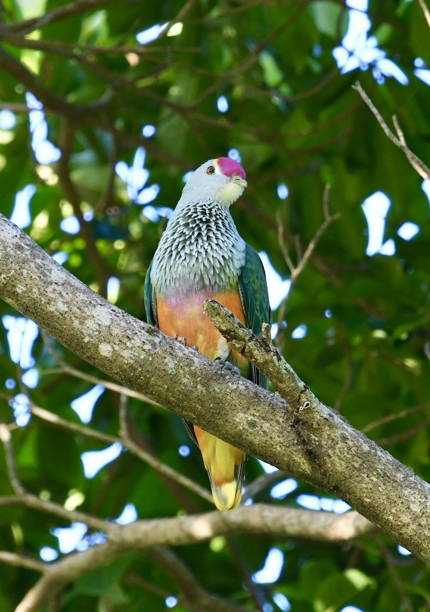 Rose-crowned Fruit-Dove - ML621161740