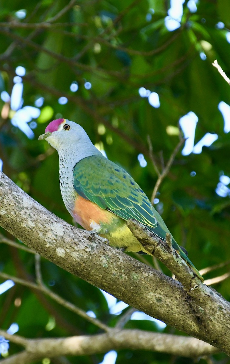 Rose-crowned Fruit-Dove - ML621161741