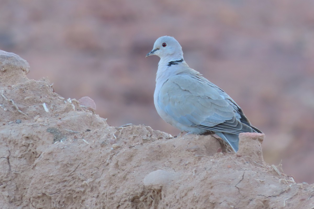 Eurasian Collared-Dove - ML621161744