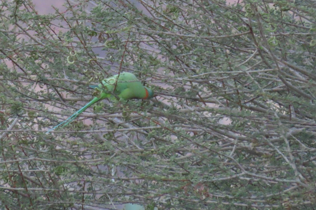 Yeşil Papağan - ML621161749