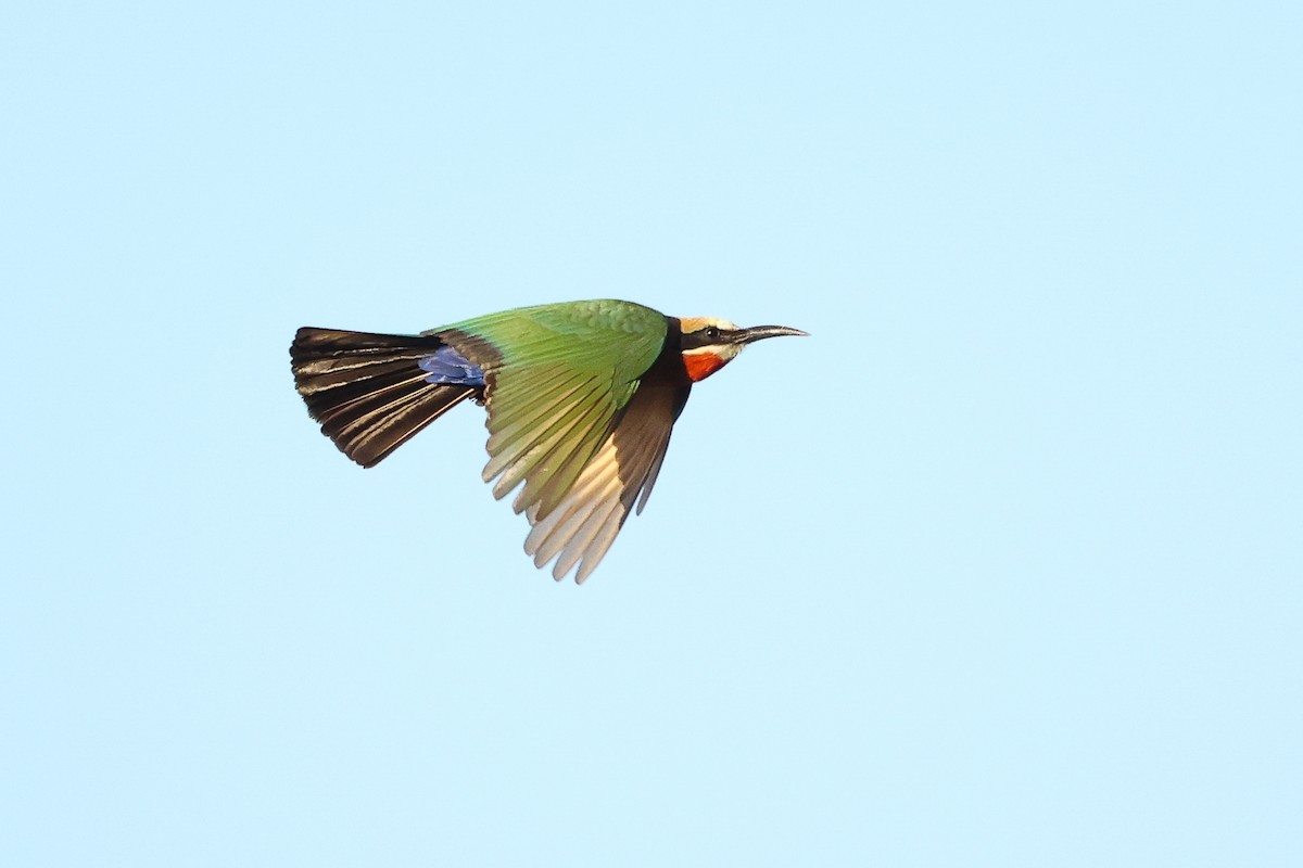 White-fronted Bee-eater - ML621161766