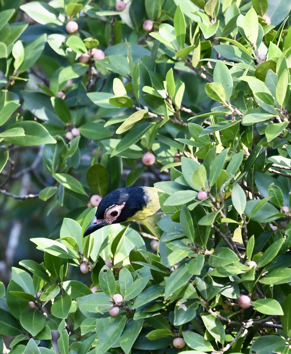 Australasian Figbird - ML621161769