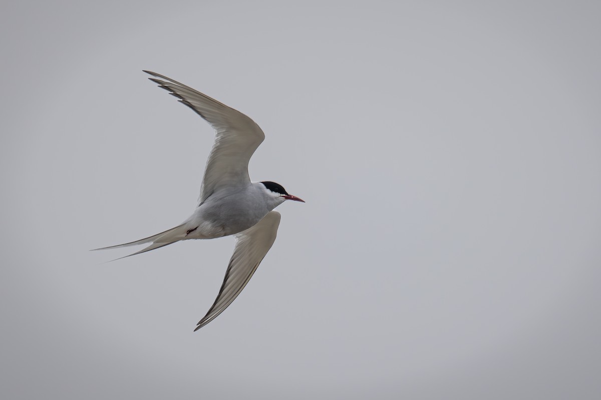Arctic Tern - ML621161772