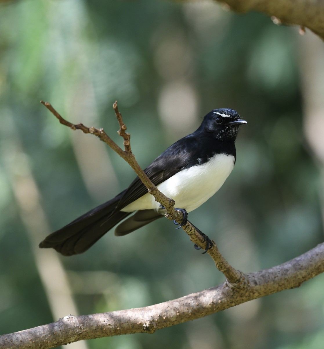 Willie-wagtail - ML621161773